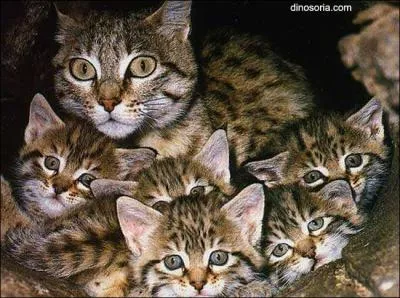 Terminons avec ce flin, europen, mais qui a des cousins un peu partout dans le monde !