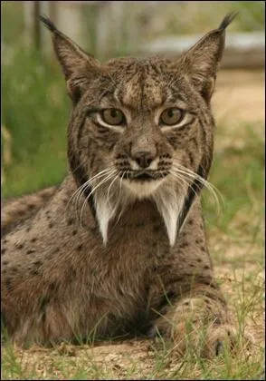 Pas besoin d'aller si loin pour voir le plus grand flin d'Europe !