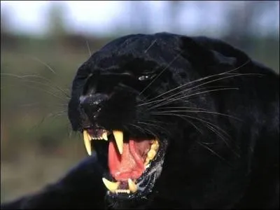 Quelle marque utilise une panthre noire ?