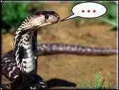 Puis nous continuons avec un dicton trs connu : Qui part  la chasse... :