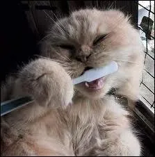 En quelle année la première brosse a dents a-t-elle été créée en France ?