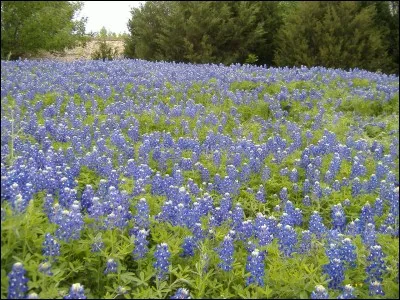 Vous voilà tout ---- parce que vous balayez les difficultés d'une pichenette !