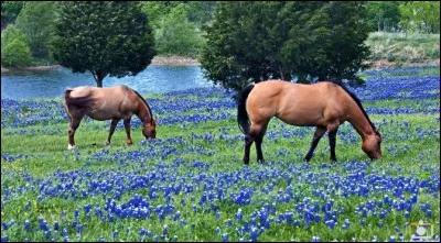 Arielle a eu des jumeaux. Ses nouveaux nés ont trois mois et ils sont le soleil de ses jours. Combien relevez-vous de fautes, orthographe et sens ?