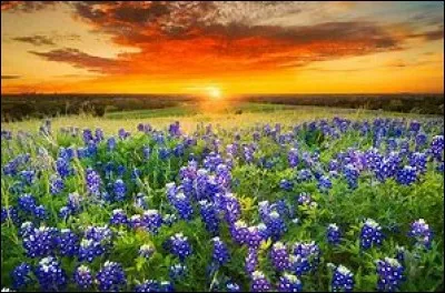 Je concluerai ce questionnaire avec la prochaine question, car je manque d'idées !