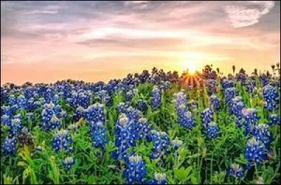 Quelle inanition, ce quiz ! Lotoise déraille, on le sait, ça lui arrive ! C'est tout décousu !