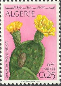 L'Opuntia ficus est une succulente connue sous l'appellation de figuier de Barbarie.