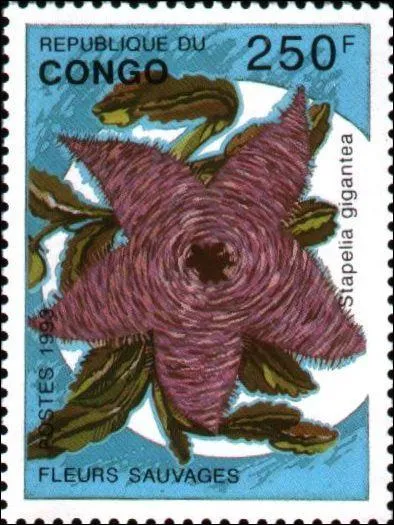 Stapelia gigantea est une espèce endémique au Congo lequel se trouve en Afrique de l'est ?