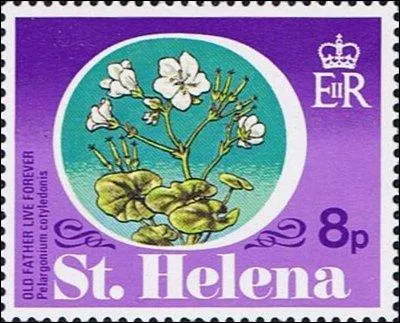 Pelargonium cotyledonis est une espèce de la famille des Geraniaceae. Les fleurs sont blanches, roses, rouges.