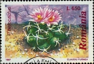 Le Thelocactus présente des verrues en raison de la forme des côtes constituées de mamelons rapprochés. L'origine du mot est grecque.
