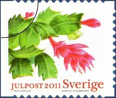 Le Schlumbergera buckleyi a un port buissonnant de fleurs roses, rouges, blanches. Il est connu sous l'appellation commune de cactus de Noël.