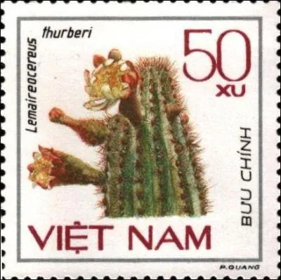 Lemaireocereus est le nom donné à ce cactus de forme colonnaire en l'honneur du botaniste français Charles Lemaire. On le nomme encore "cierge de Lemaire".