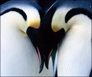 Il existe un clip pour  Penguins  :