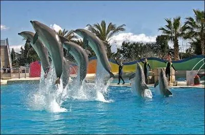 Quel est l'animal vedette de Marineland ?