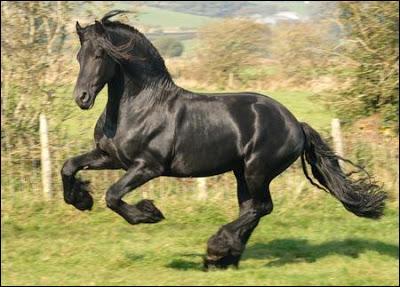 Ce majestueux cheval a la robe toujours noire. C'est ... ?