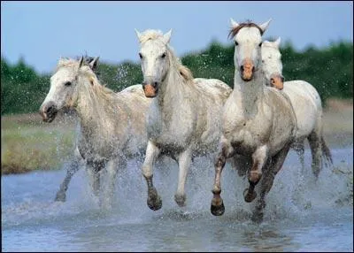 Ce petit cheval gris est originaire du sud-ouest de la France. Quel est son nom ?