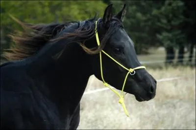 C'est l'une des plus belles races du monde. Il s'agit du. . ?