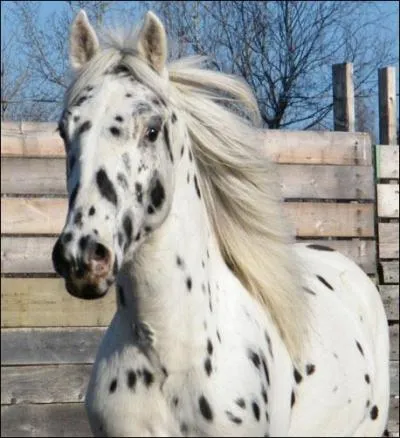 Mais de quelle race est ce cheval  la robe lopard ?