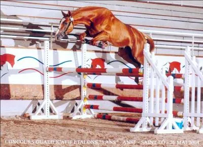 Celui-ci est un cheval de sport franais. Et c'est... ?