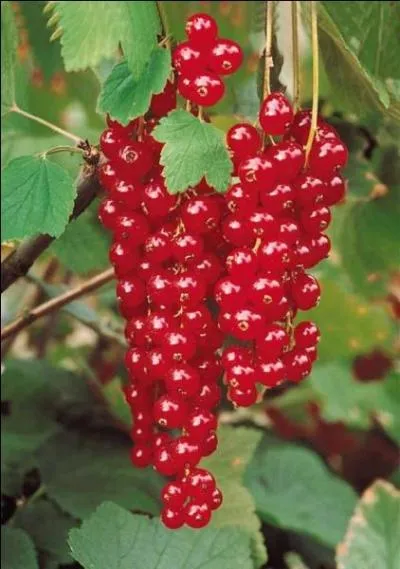 Dans le fond de mon jardin, je cultive des ... pour faire de la confiture.