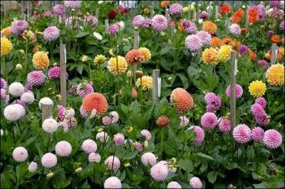 Des ... et des ... dcorent les massifs.