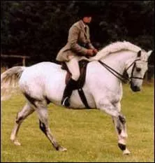 Ce joli poney de sport originaire d'Irlande est trs bon en CSO.