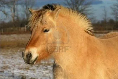 Celui-ci a l'allure d'un cheval de Przewalski mais il est originaire de Norvge.