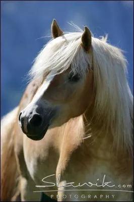 Ce joli poney aux crins blonds est originaire d'Autriche !