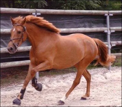 Ce poney est originaire des les Britanniques. Il est trs polyvalent.