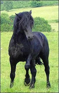 Celui-ci ressemble  un petit frison, il est toujours de robe noire !