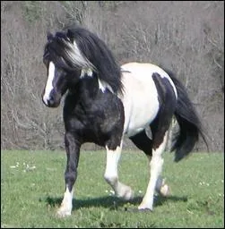 Cette race de poney vit en libert dans les montagnes, sa robe est souvent pie.