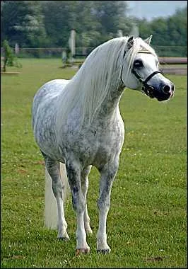 Ce beau poney avec sa tte arabise est originaire du Pays de Galles.
