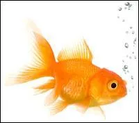 Comment s'appelle leur poisson rouge ?