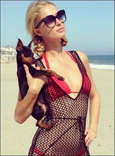 Paris Hilton adopte des chiens comme s'il s'agissait de joujoux... Comment s'appelle celui-ci ?