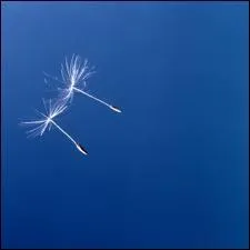 Ni de beaut, ni de coiffure, cette pice est nanmoins une pice majeure dans la maison. Dtente garantie ! Quelle est cette pice ?