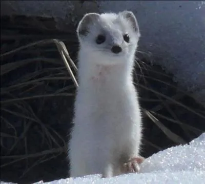 Quelle est la rgion d'origine de l'hermine ?