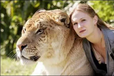 Au contraire du tigron, croisement entre un tigre et une lionne, le ligre, croisement d'un lion et d'une tigresse est le plus grand des flins, il peut mesurer :