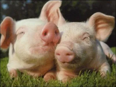 Quel est le rgime alimentaire du cochon ?