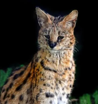 Passons maintenant  ce flin africain, qui a donn naissance  une race de chat domestique trs prise (et trs chre), le savannah !