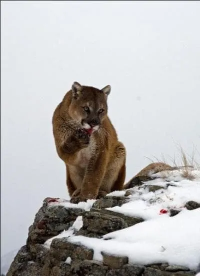 Ce flin vit du Nord au Sud des Amriques !