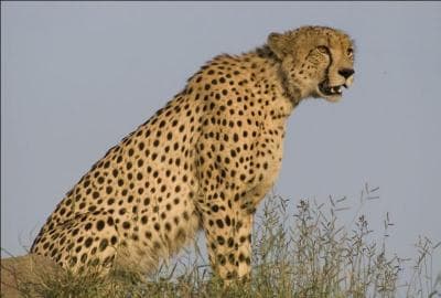 Jaguar, lopard et gupard posent problme  beaucoup d'entre vous, alors posons-le d'une autre faon,  quel flin africain appartient cette fourrure ?