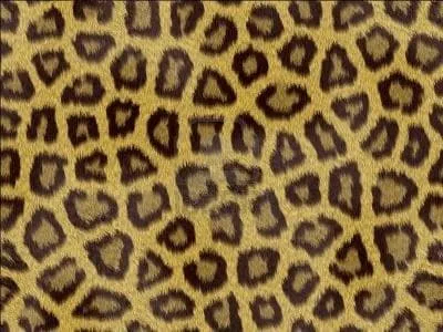 Au suivant : flin africain, taches noires sur les paules et les pattes, ocelles sur le reste du corps !