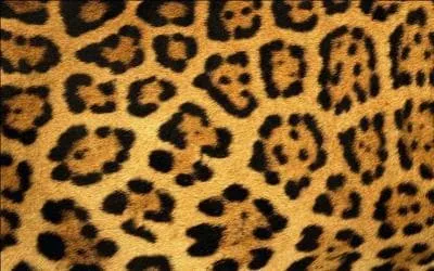 Passons au plus grand des trois, flin amricain, regardez bien sa robe !