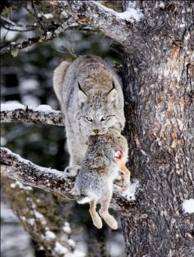 Passons  prsent  ce flin, dont on trouve plusieurs variantes dans le monde, sauf en Afrique !