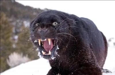 Ce flin fait partie de ceux qui peuvent tre noirs !