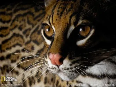 Petit flin amricain, dont la fourrure n'a rien  envier  celle de ses cousins africains !