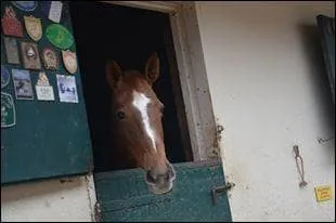 Qui est ce cheval ?