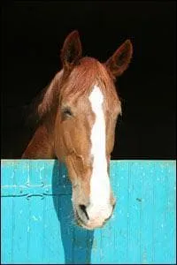 Ce cheval est pie. Vrai ou faux ?