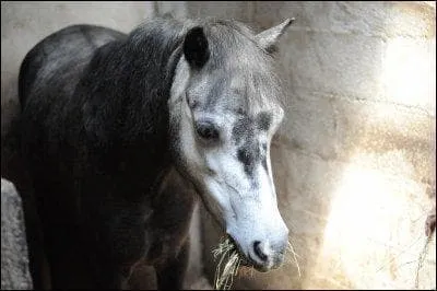C'est une double-ponette. Vrai ou faux ?