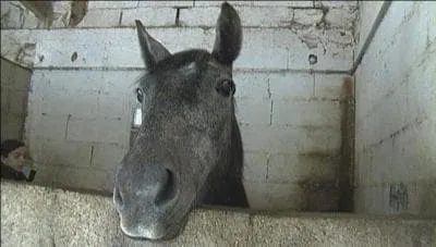 Ce double-poney est-il arriv en 2012 ?