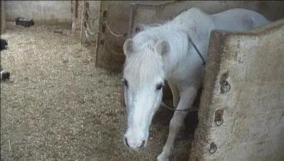 Qui est cette ponette ?